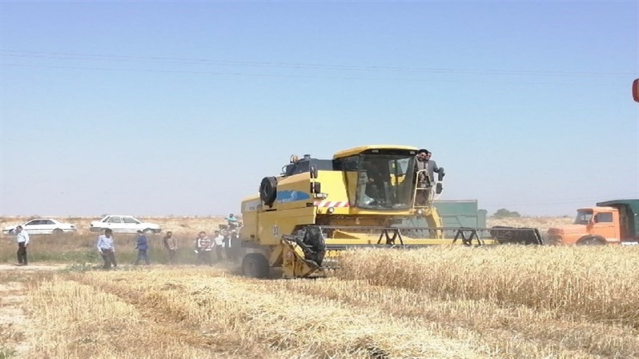 خط و نشان دادستانی برای قاچاقچیان گندم در زنجان