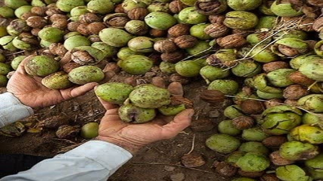 ممنوعیت خرید و فروش گردوی سبز در اسدآباد
