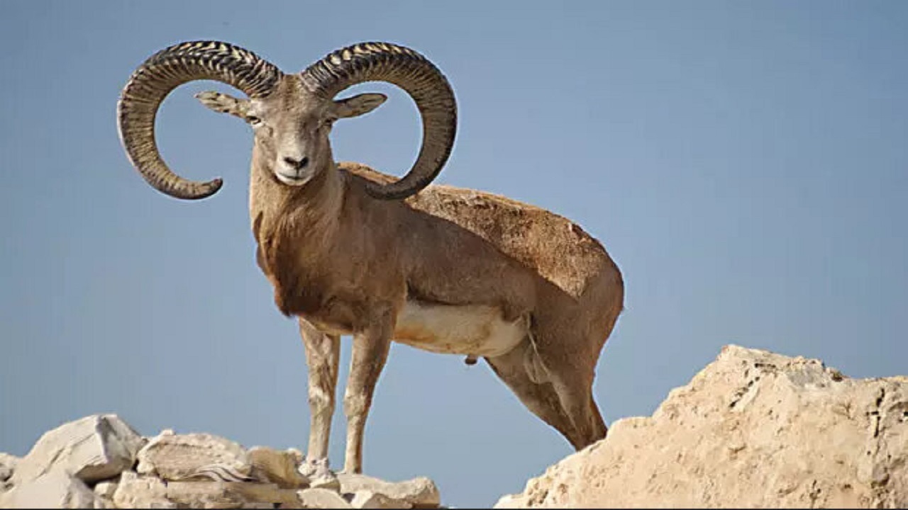 شکار بی رویه کل و بز‌ها در منطقه خرمنه سرطارم زنجان دغدغه طبیعت دوستان شد + فیلم