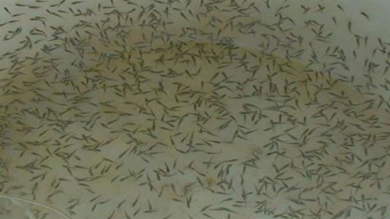 رشد ۱۰ برابری اعتبارات تخصیص یافته به مجتمع پرورش میگو گمیشان