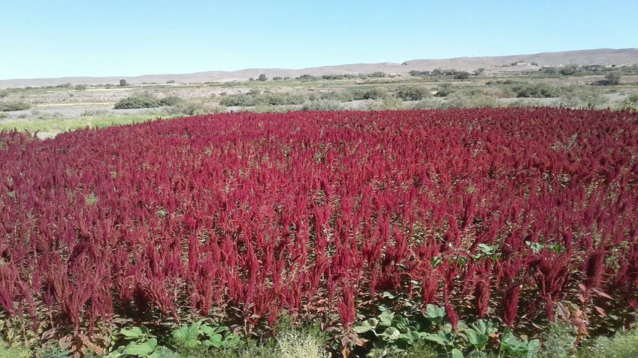 آغاز برداشت گیاه سرخ مغز از مزارع روستای دهکده بردسیر + تصاویر