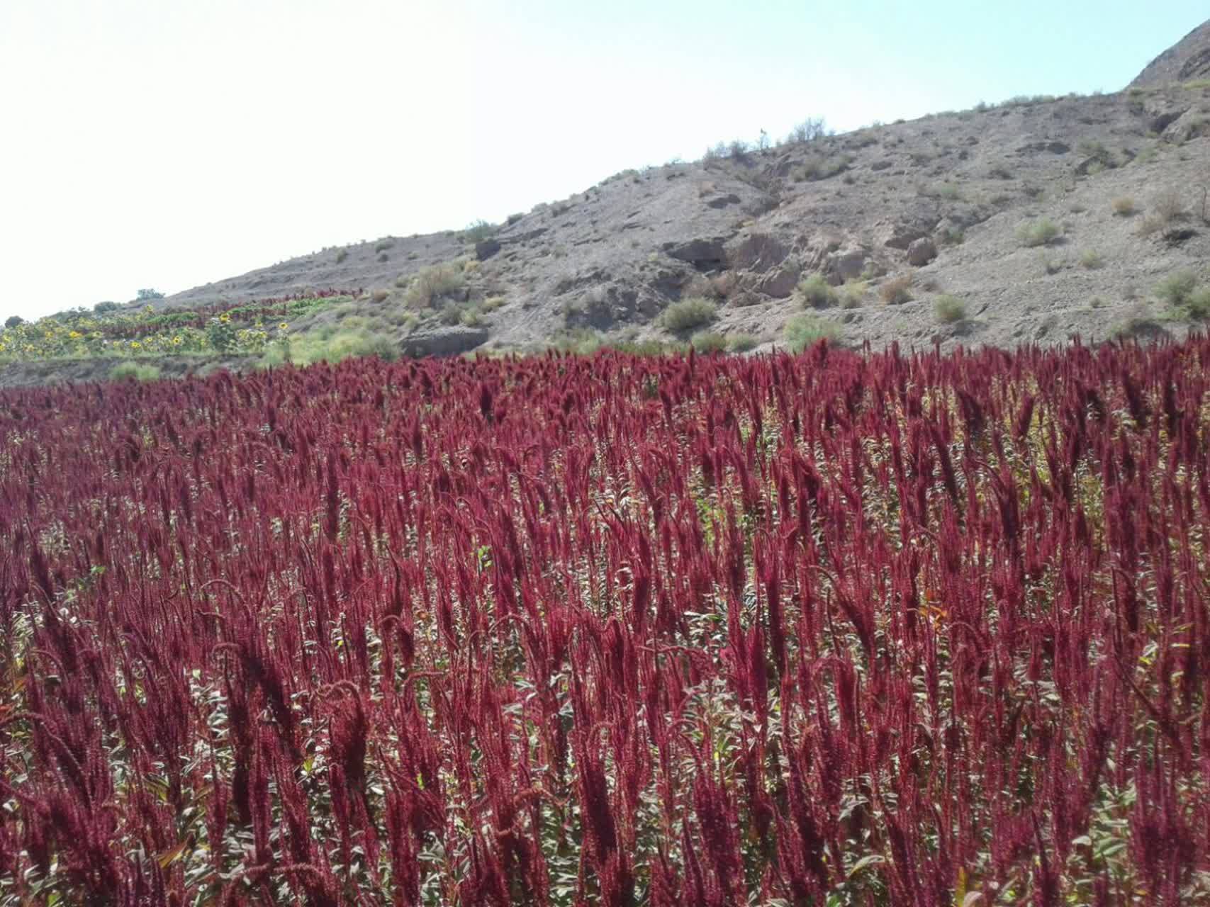 زمین کشاورزی
