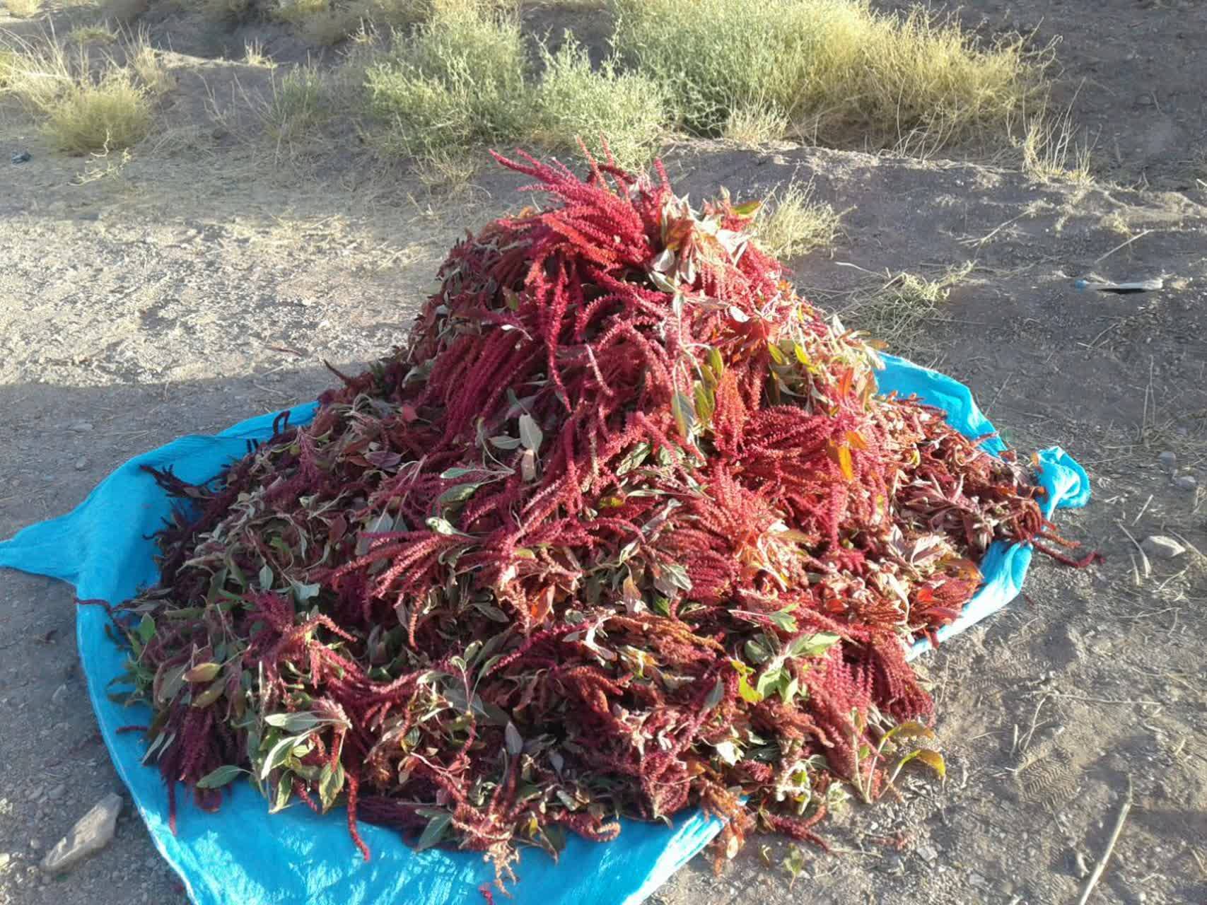 برداشت گیاه دارویی