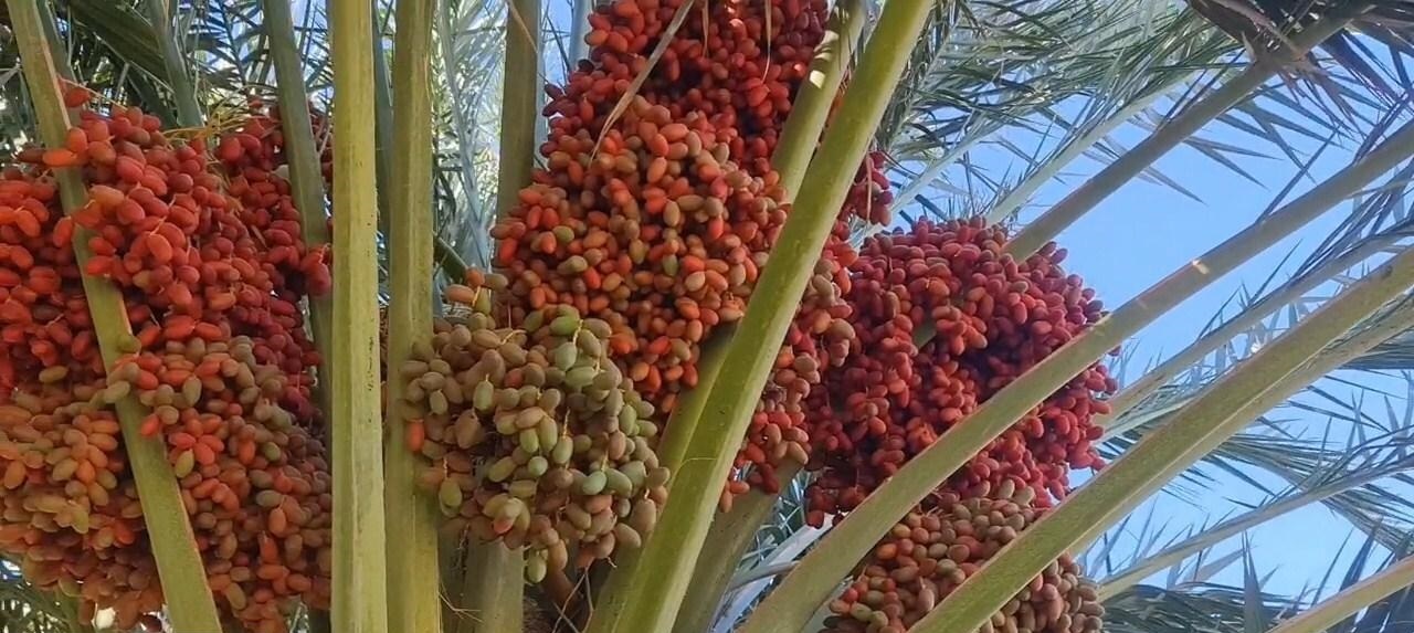 جلوه گری رنگ‌ها در سایه نخلستان خور و بیابانک