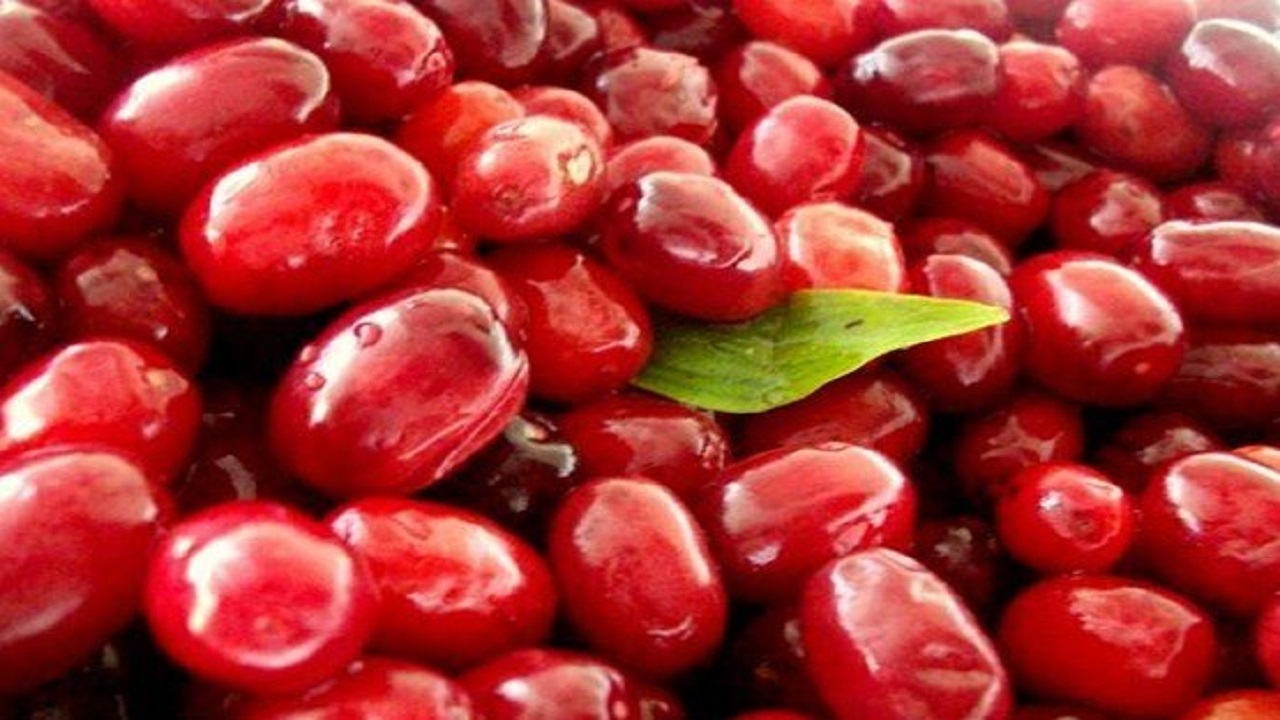 برداشت زغال اخته از سطح ۶۷۰ هکتار از باغات استان قزوین
