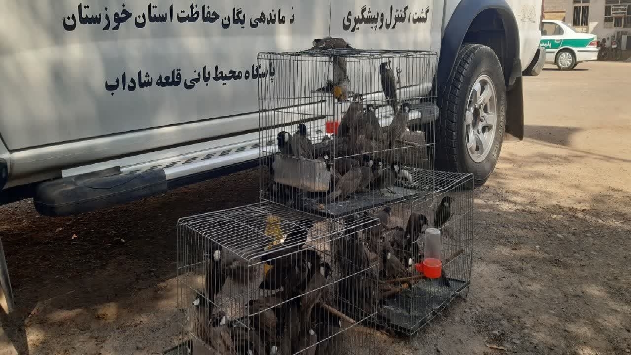 قاچاقچی پرندگان وحشی در دزفول دستگیر شد