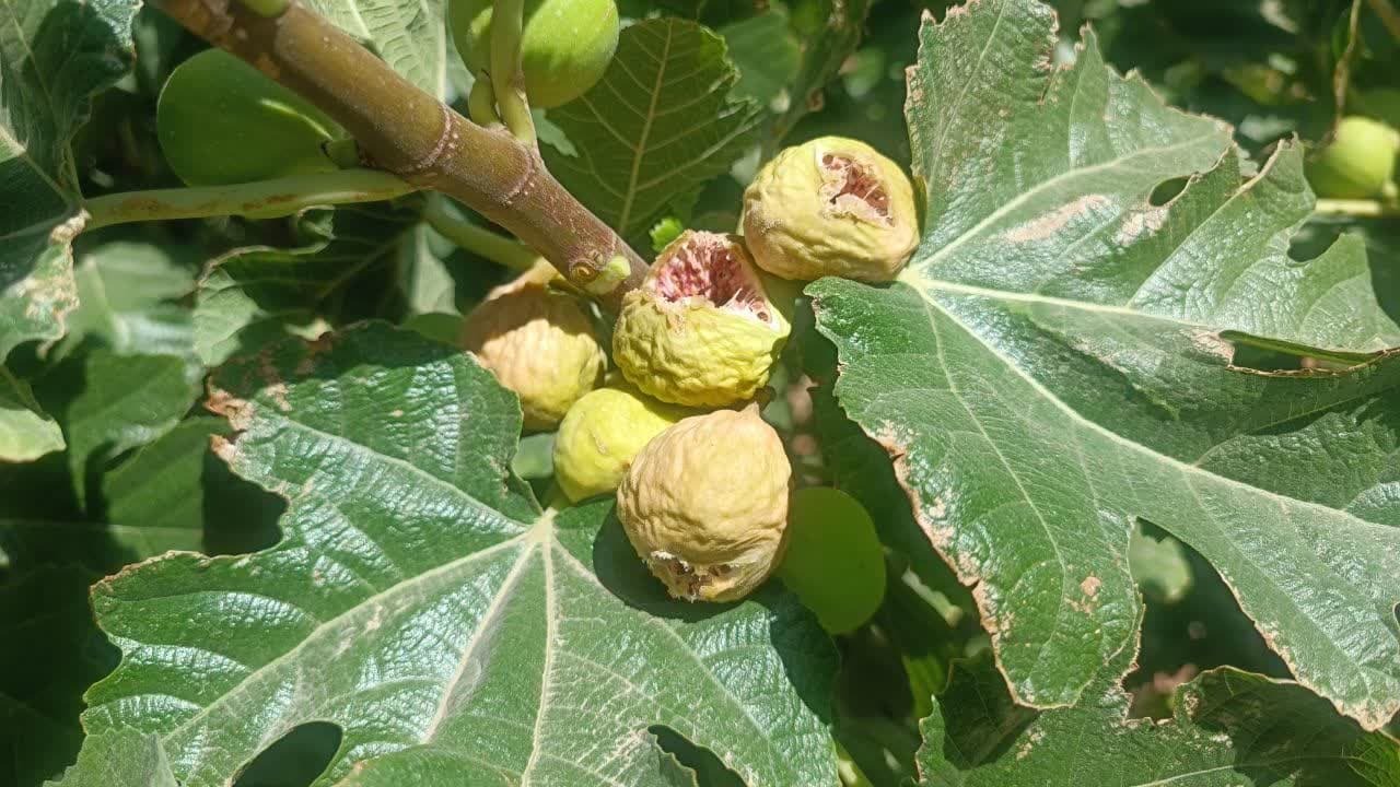 آغاز برداشت انجیر استهبان از باغات شهرستان خاتم+عکس