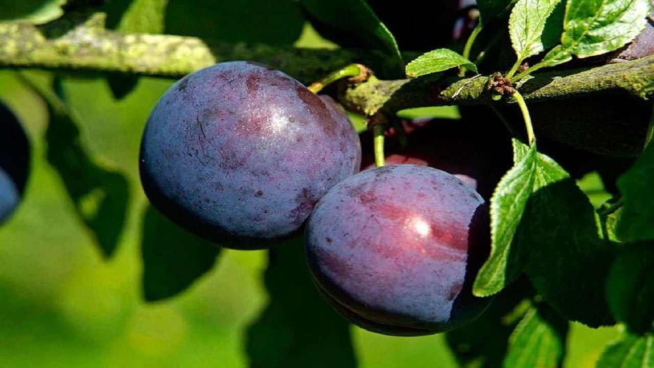 تولید بیش از ۴۰ هزار تن آلو در خراسان رضوی