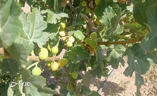 آغاز برداشت انجیر استهبان از باغات شهرستان خاتم