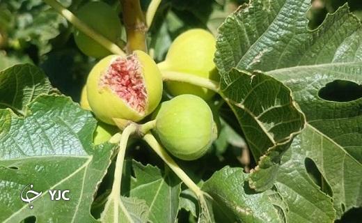 آغاز برداشت انجیر استهبان از باغات شهرستان خاتم