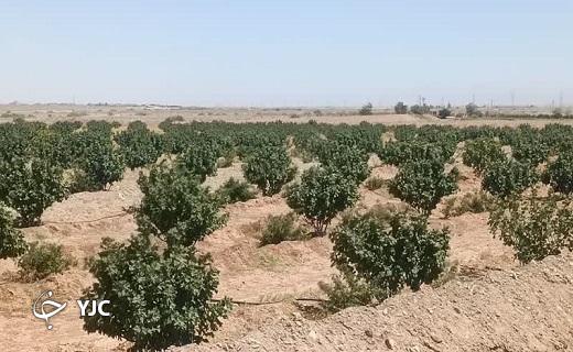آغاز برداشت انجیر استهبان از باغات شهرستان خاتم