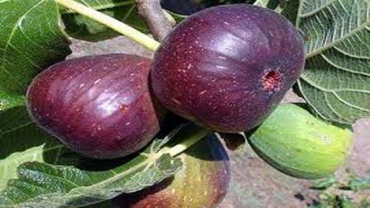 برداشت ۵۰ تن انجیر از باغات شهرستان خاش