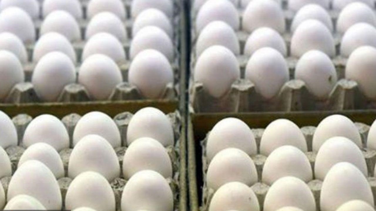 محکومیت متصدی فروشگاه عرضه تخم مرغ خارج از شبکه در بجنورد