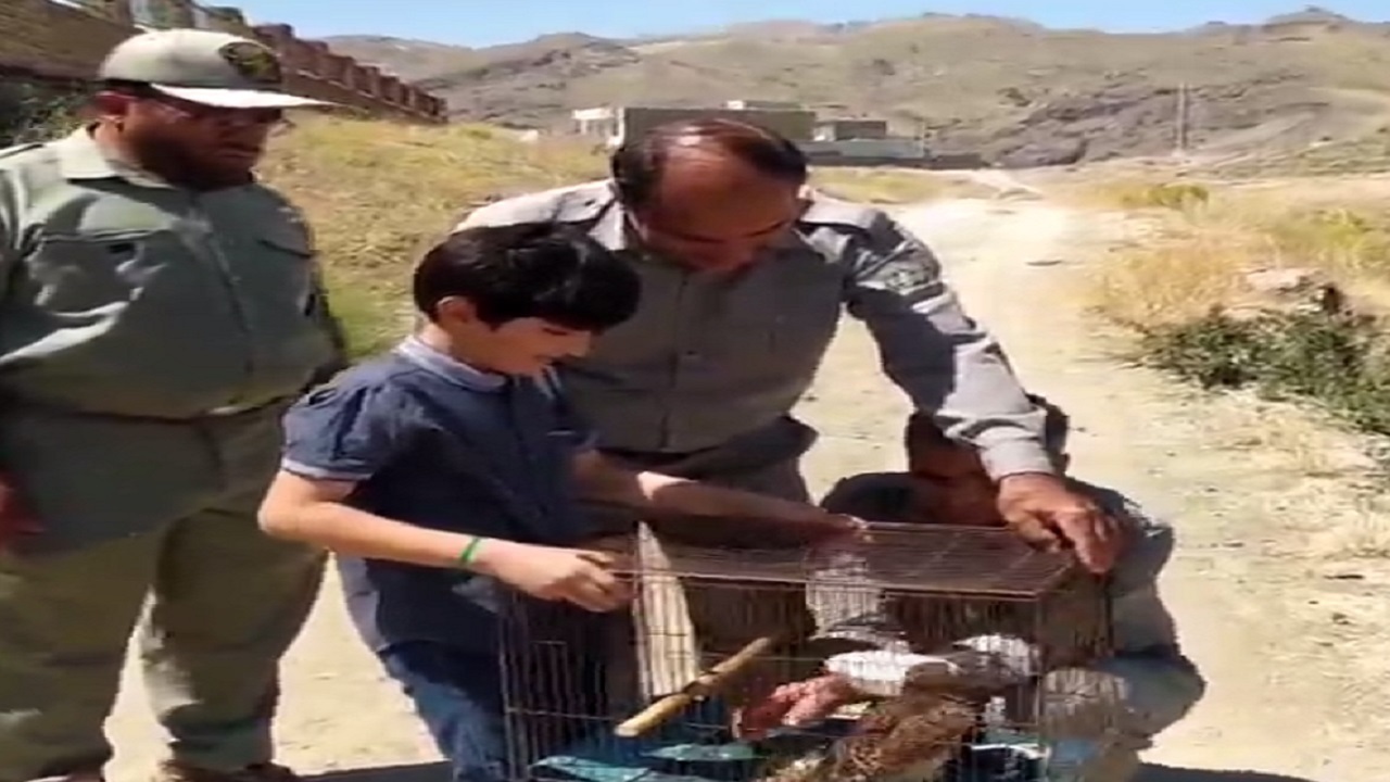 رهاسازی یک بهله شاهین طلایی در هوراند