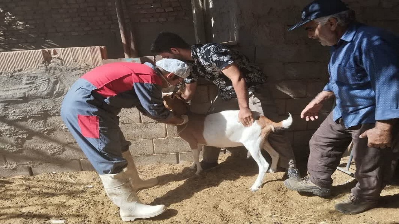 برگزاری رزمایش تخصصی جهادی دامپزشکی در مناطق روستایی محروم بافق