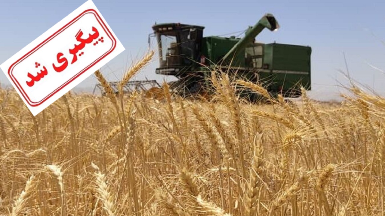 طلب گندمکاران کرمانی پرداخت شد