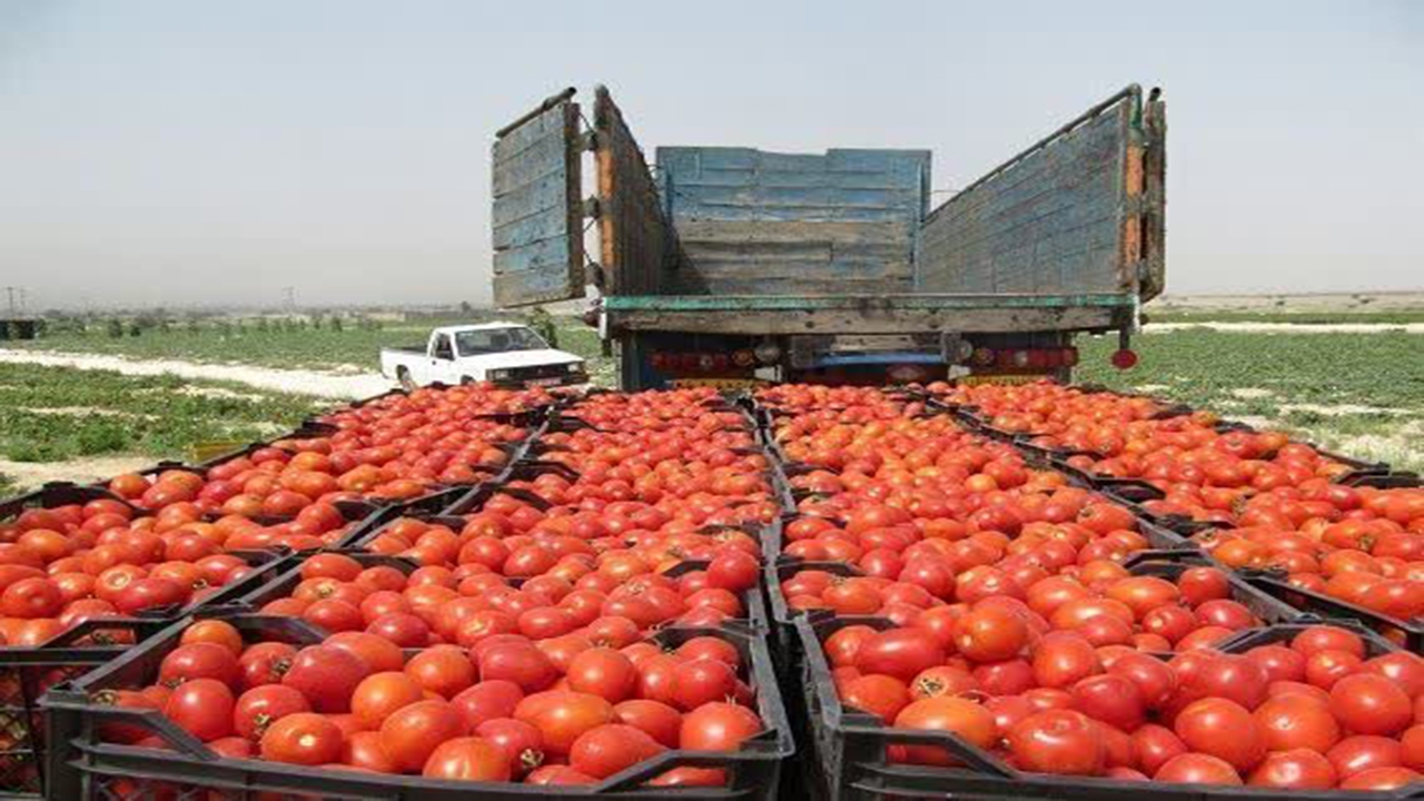 گوجه فرنگی