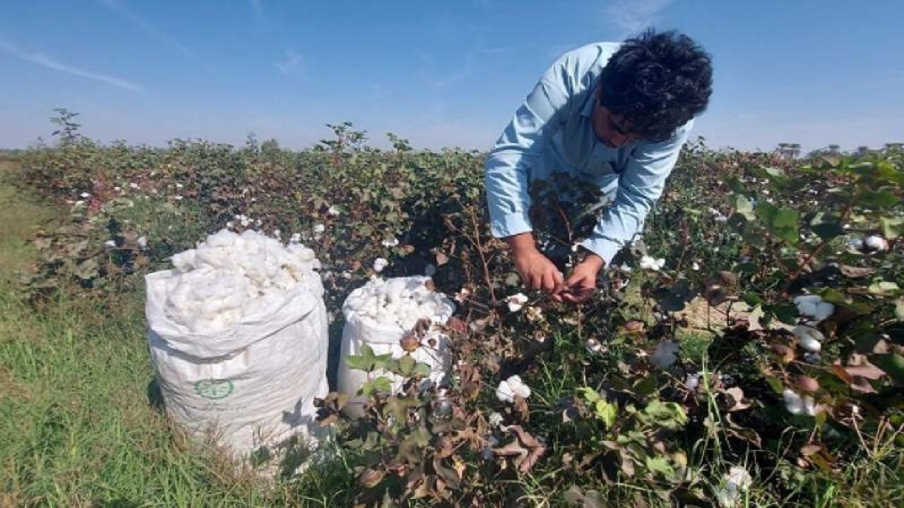کشت تابستانه ۲۰۰ هکتار پنبه در شهرستان ایرانشهر