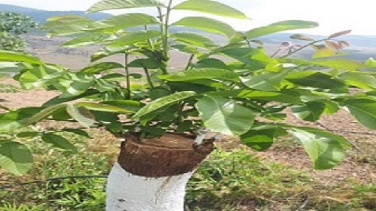اجرای طرح سرشاخه کاری برای ۳۹۱ اصله درخت گردو در شهرستان البرز