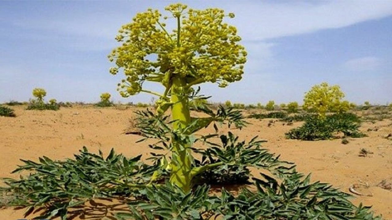 نگاهی به مراحل بذرپاشی و بهره برداری گیاه آنغوزه در روستای ده محمد
