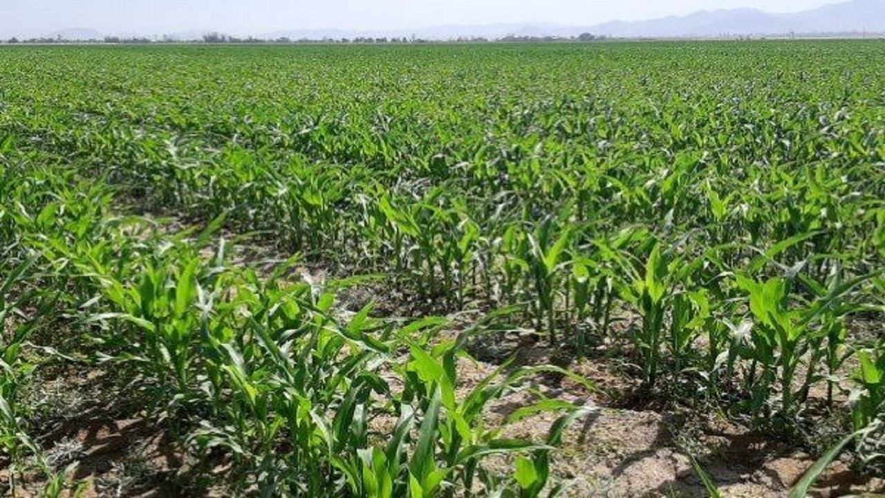 کشت ۲۳۰ هکتار ذرت علوفه‌ای در  زاهدان