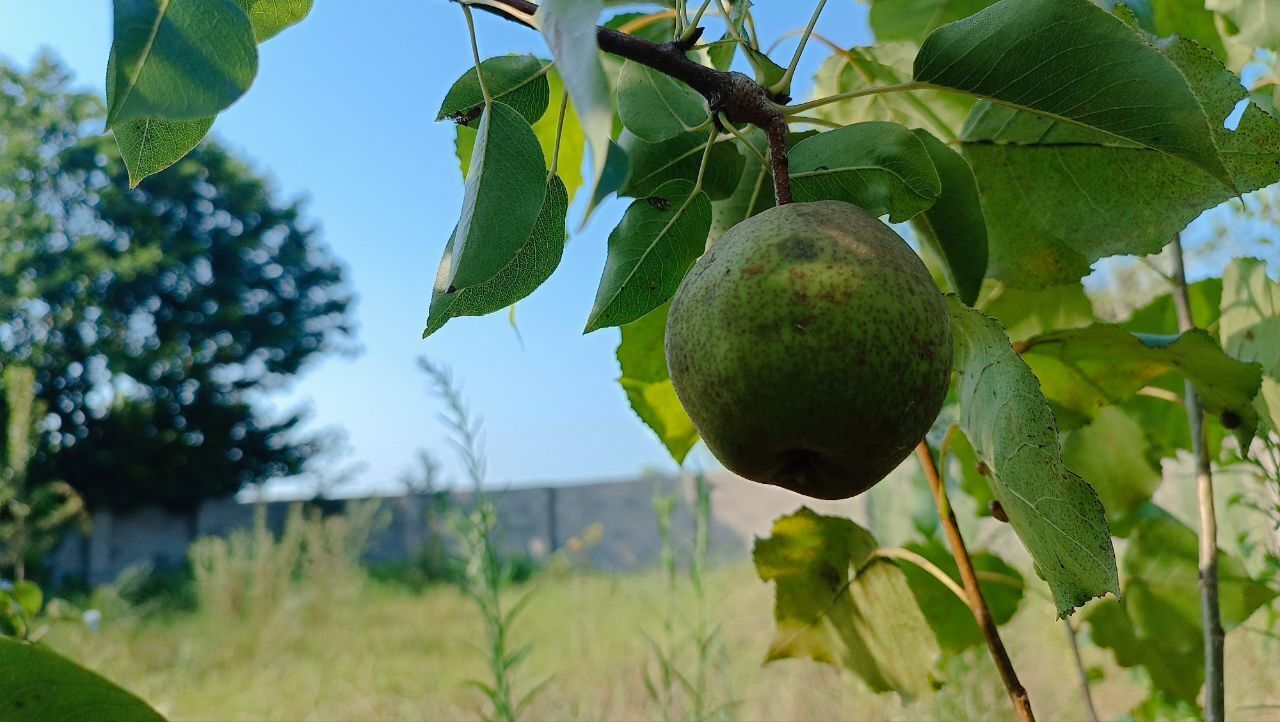 خوج گیلان به بازار آمد