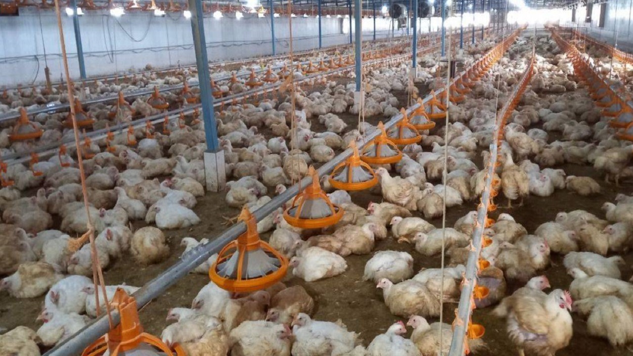 تلاش بهره برداران فنوج برای رسیدن به خودکفایی در تولید گوشت مرغ