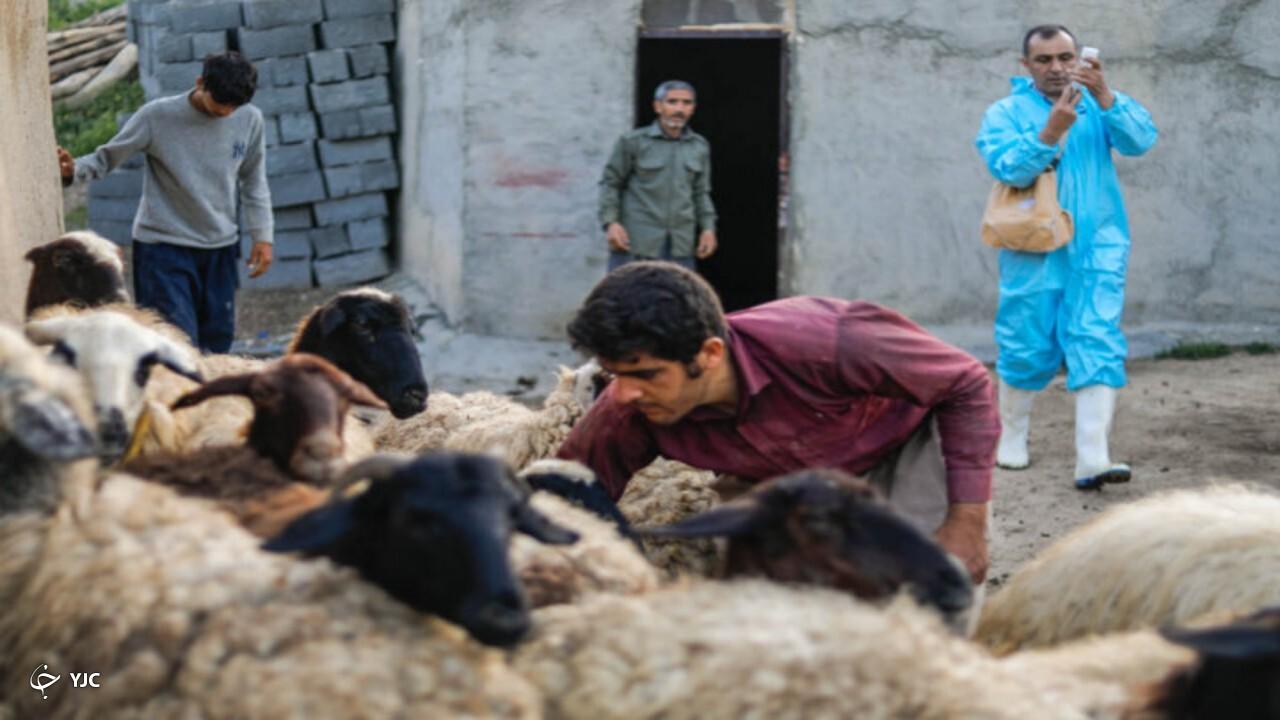 ۱۱ میلیون نوبت راس دام در آذربایجان‌غربی ایمن سازی شد