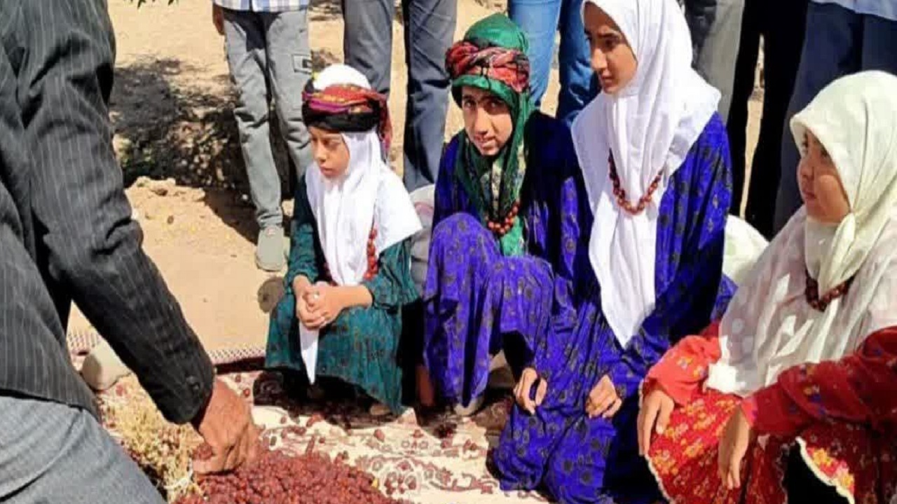 آیینی برای شکرگزاری برداشت عناب در خوسف
