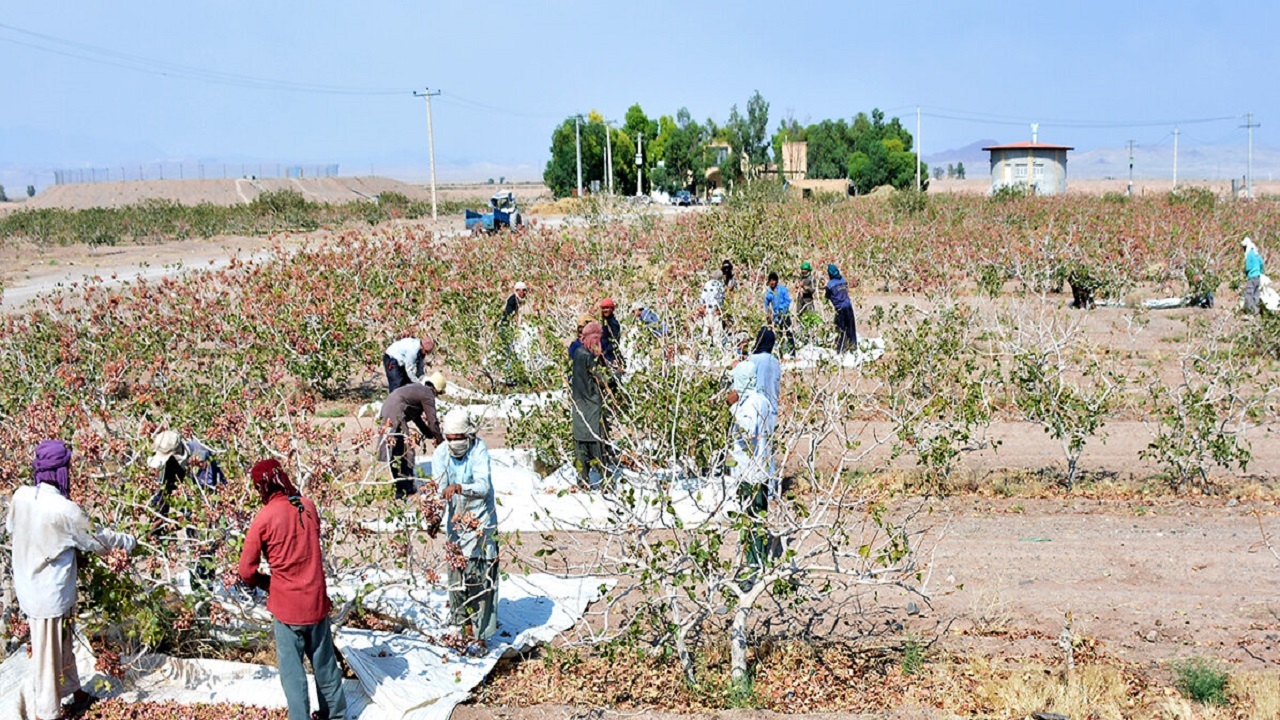 برداشت پسته در سیستان‌ و بلوچستان آغاز شد