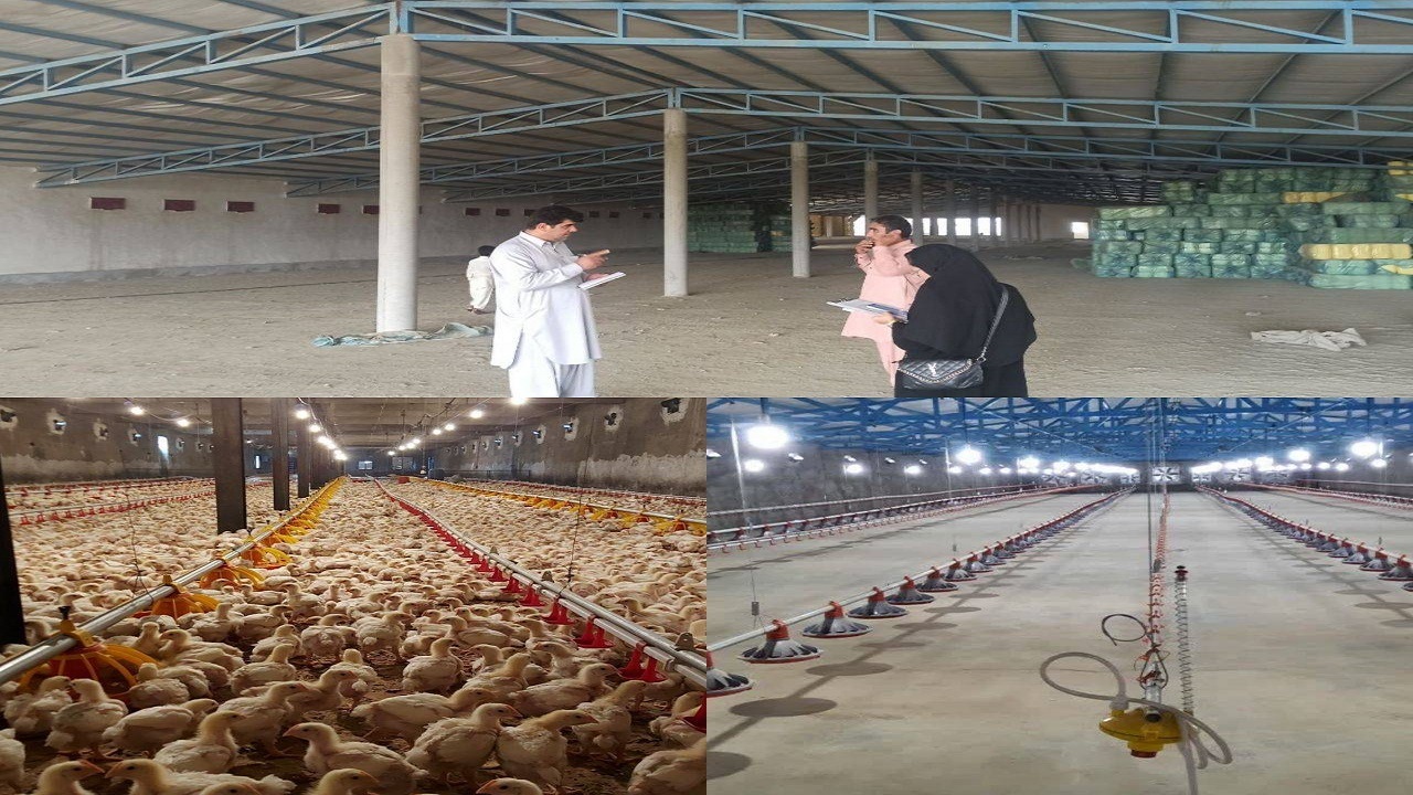 امسال کنارک در تولید گوشت مرغ به خودکفایی می‌رسد