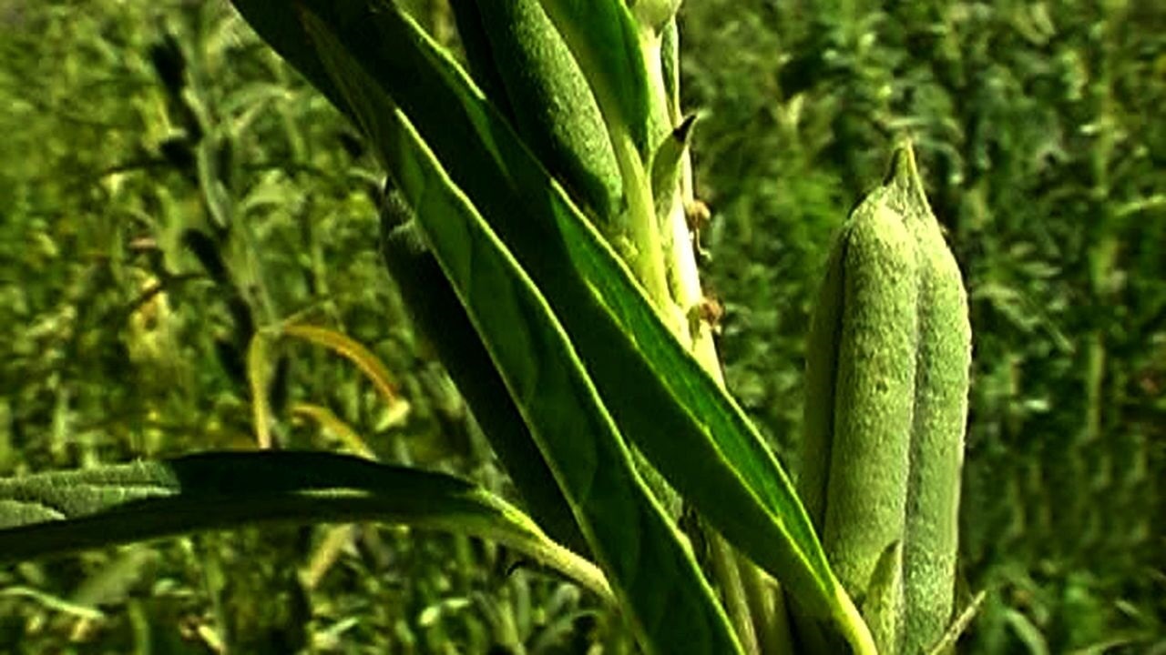 ۸۰۷ هکتار از اراضی خراسان جنوبی زیر کشت کنجد