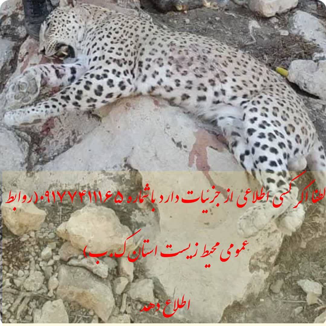 پلنگ
