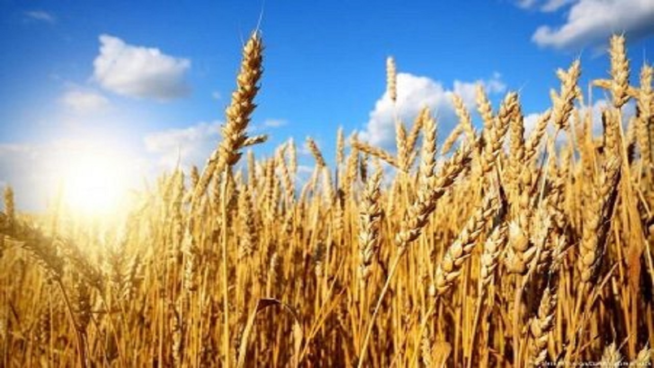 ۹۰ درصد از مطالبات گندمکاران گلستانی پرداخت شد