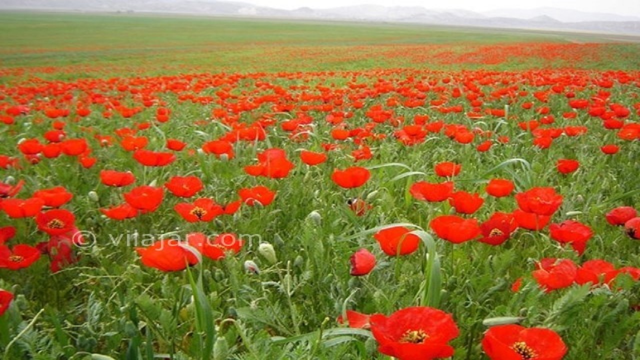 جلوه‌ای زیبا از دشت شقایق رباط شیروان