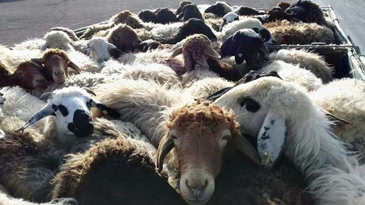 کشف ۱۲۵ راس گوسفند فاقد مجوز در کرمان