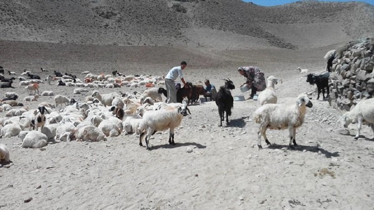 بهره مندی ۴۴ خانوار عشایری از تسهیلات در طرح زنجیره گوشت قرمز