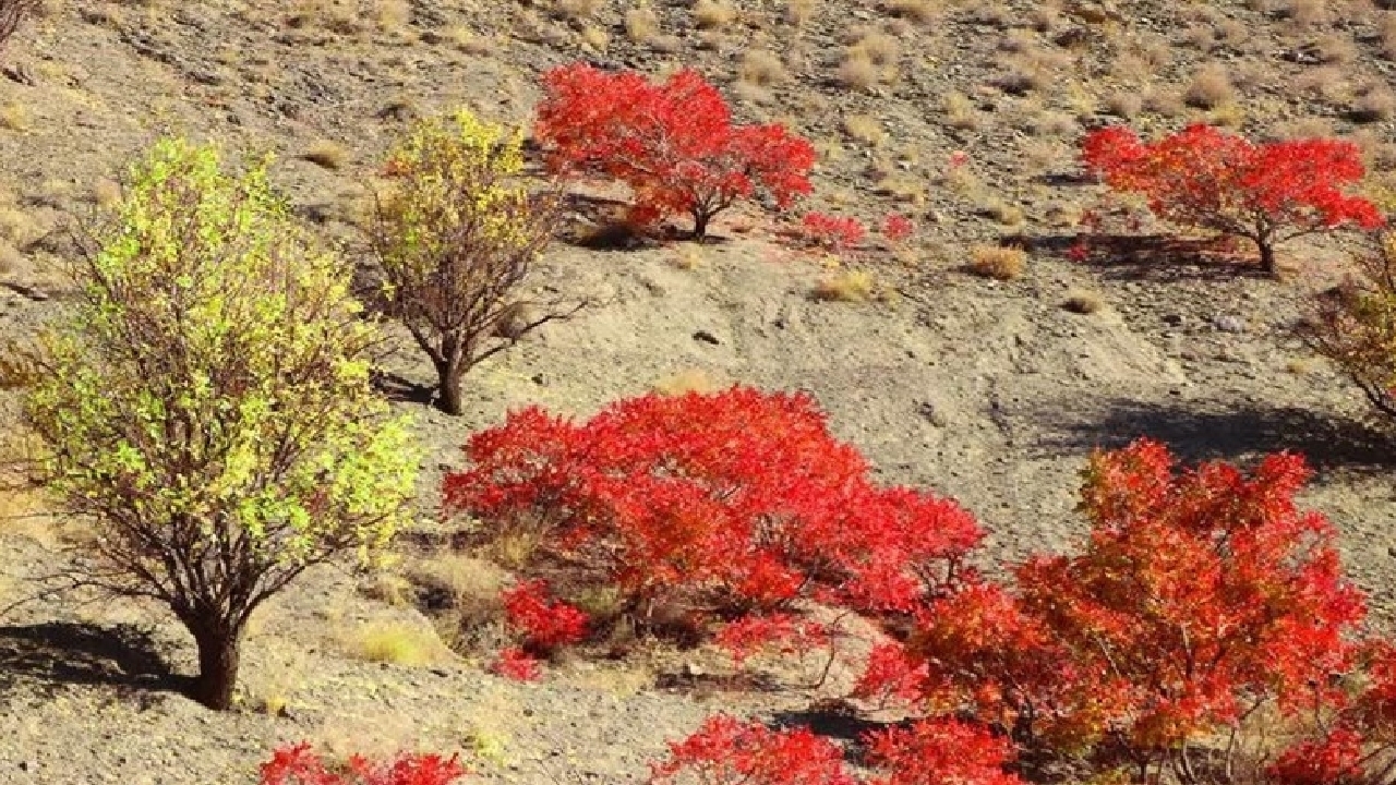برداشت سماق در جنوب خراسان رضوی