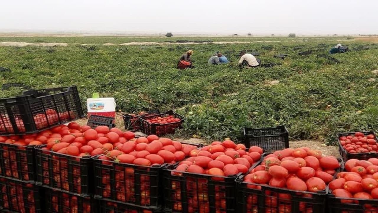 آغاز برداشت گوجه فرنگی از مزارع کشاورزی استان قزوین