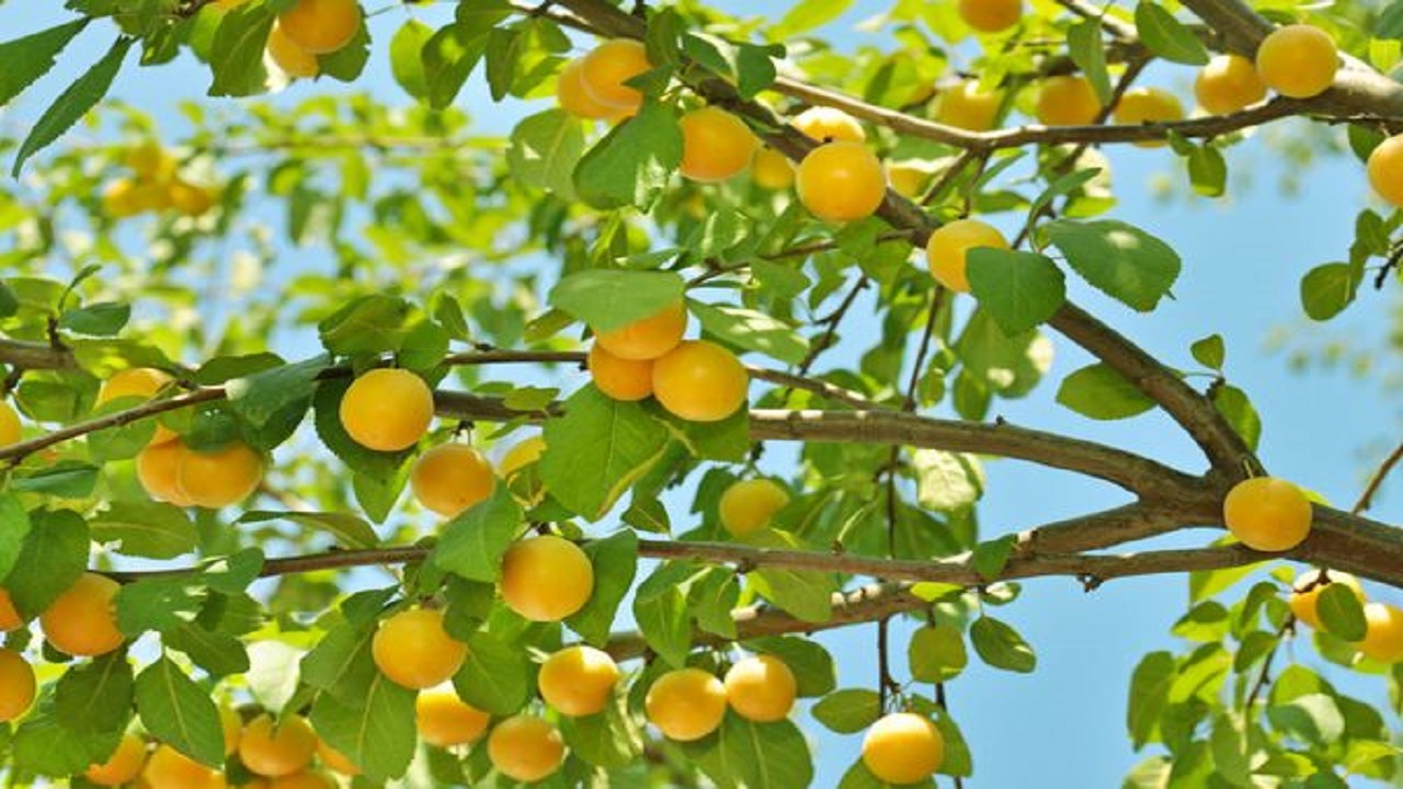 باغداران سامانی ۱۶ تُن میوه به نیازمندان چهارمحال و بختیاری اهدا کردند
