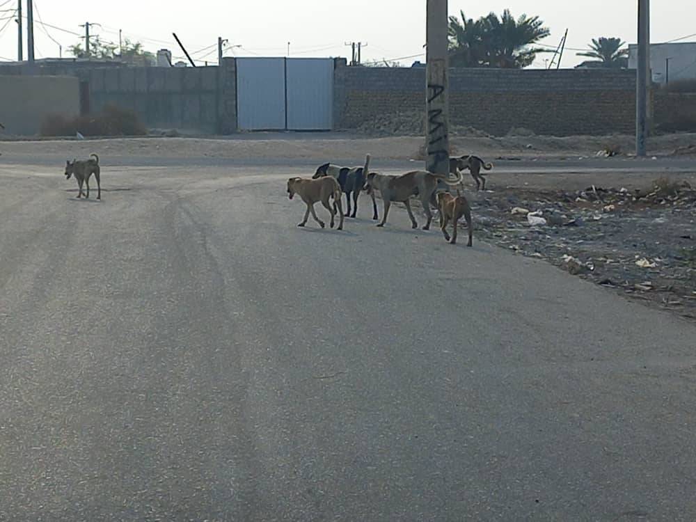 جولان سگ های ولگرد