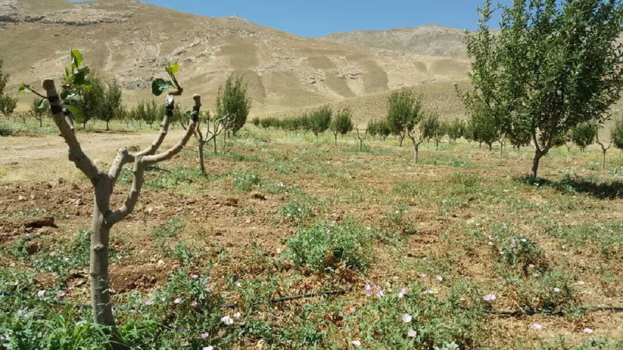 ۲۰ درصد باغات استان تهران شناسنامه دار شدند