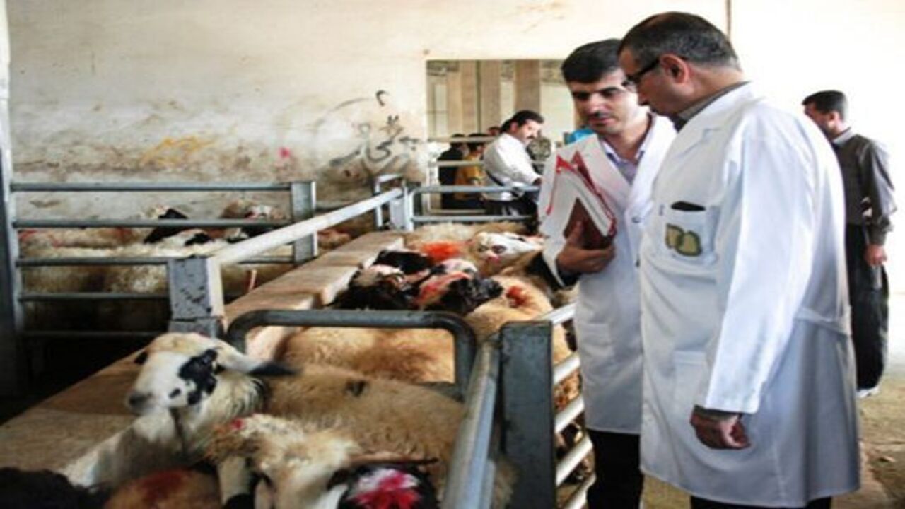 ۹۱ روز حبس تعزیری یک دامدار برای کشتار دام آبستن در تربت حیدریه
