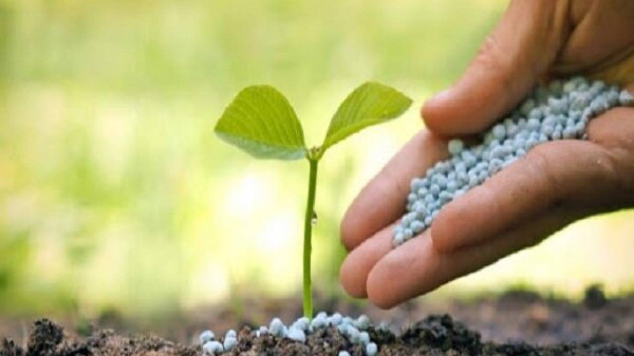 ضرورت جلوگیری از فروش بذر و کود‌های تقلبی در جنوب کرمان