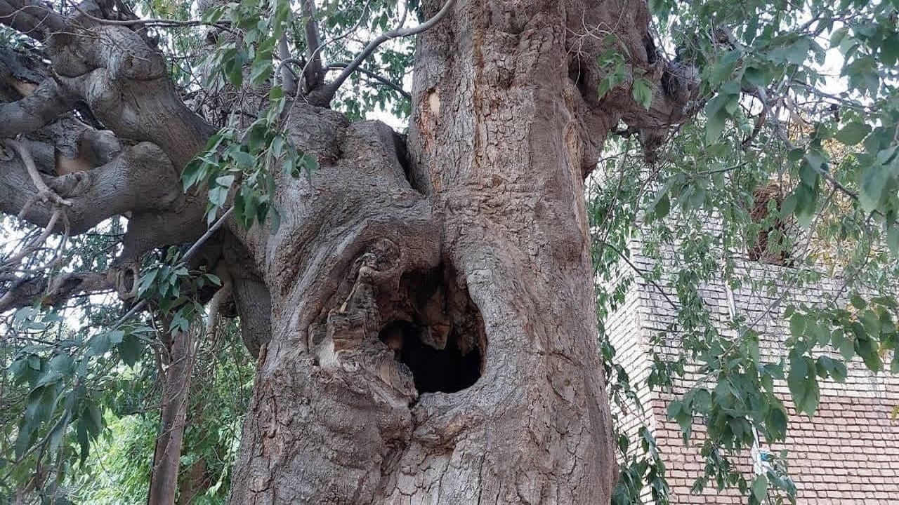ثبت اثر طبیعی درخت کهنسال داغداغان روستای پندر تفت