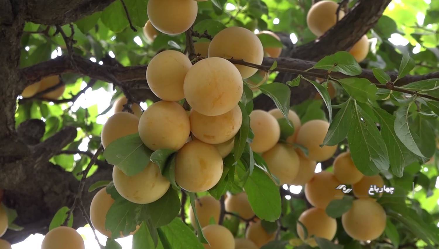 برداشت آلوی قطره طلا در باغات چهارباغ