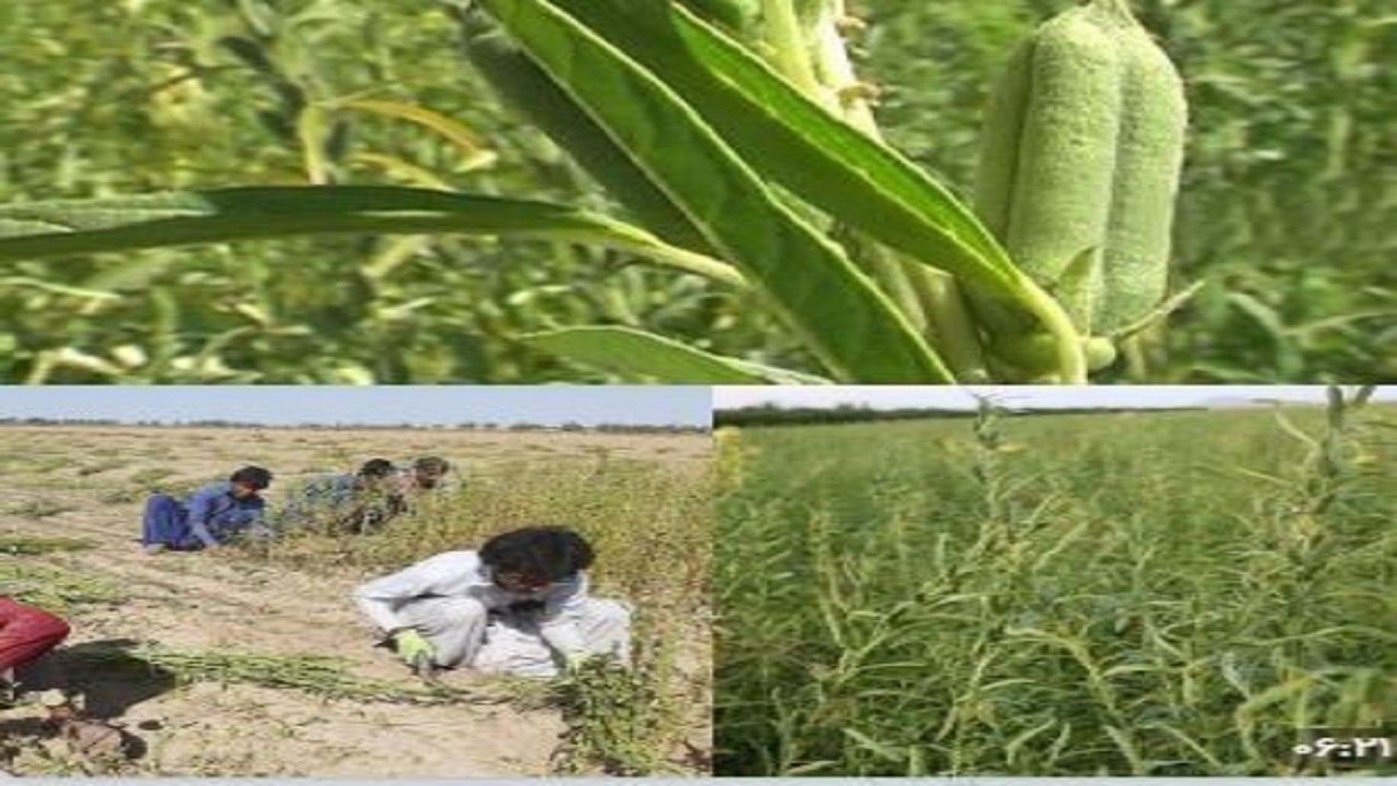 کشت دانه روغنی کنجد در اراضی کشاورزی سیستان وبلوچستان