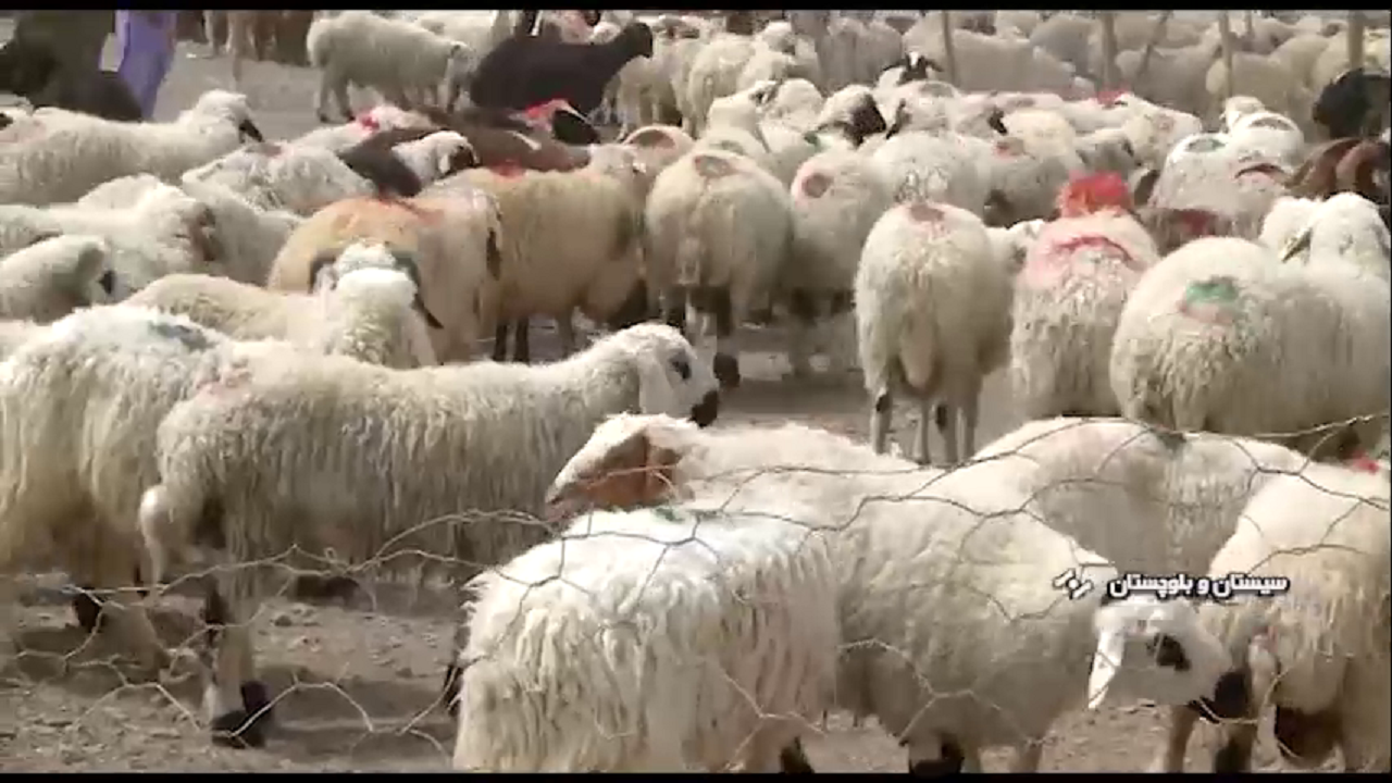 واکسینه شدن بیش از ۱۲۰ هزار دام سبک و سنگین علیه انواع بیماری در ایرانشهر