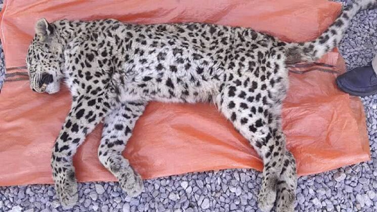 هیچ ردی از لاشه پلنگ دنا کشف نشد