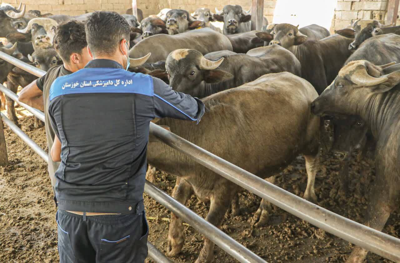 طرح واکسیناسیون دامی علیه بیماری تب برفکی در خوزستان آغاز شد